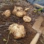 Bulk Organic Jicama Yam Bean Pachyrhizus Erosus - 100 Seeds