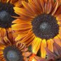 Beautiful Rust Colored Sunflower Helianthus annuus - 20 Seeds