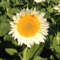 Unique White Sunflower ProCut White Lite Helianthus annuus - 20 Seeds