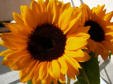 Bright Orange Sunflower Helianthus annuus - 20 Seeds