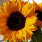 Bright Orange Sunflower Helianthus annuus - 20 Seeds