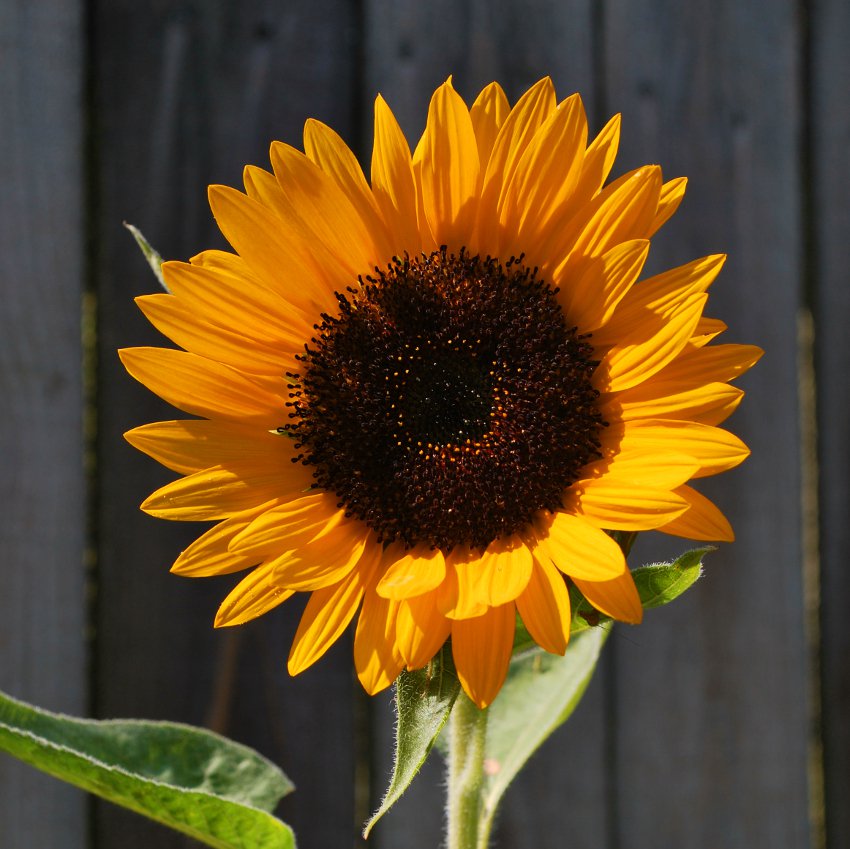 Bright Orange Sunflower Helianthus annuus - 20 Seeds