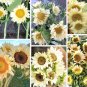 Unique White Sunflower ProCut White Lite Helianthus annuus - 20 Seeds