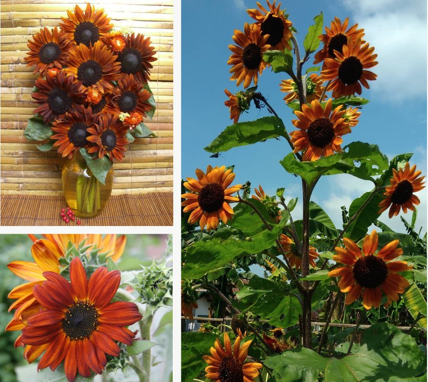 Beautiful Rust Colored Sunflower Helianthus annuus 20 Seeds