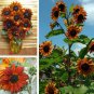 Beautiful Rust Colored Sunflower Helianthus annuus - 20 Seeds