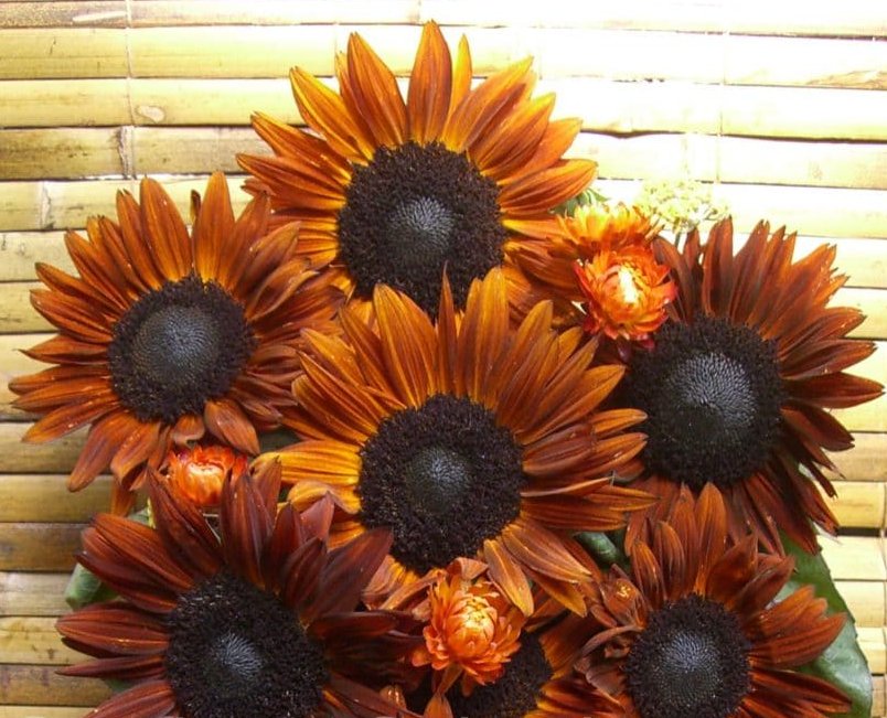 Beautiful Rust Colored Sunflower Helianthus annuus 20 Seeds