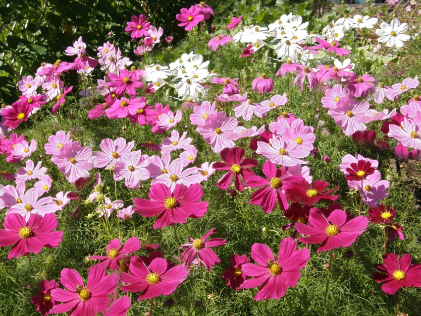 Organic Cosmos Sensation Cosmos bipinnatus - 150 Seeds