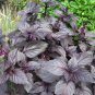 Organic Heirloom Kitchen Herb Dark Opal Purple Basil Ocimum basilicum â�� 50 Seeds