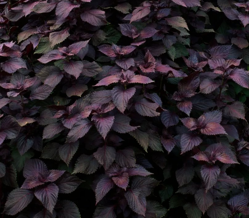 Red Shiso Herb Perilla frutescens - 200 Seeds