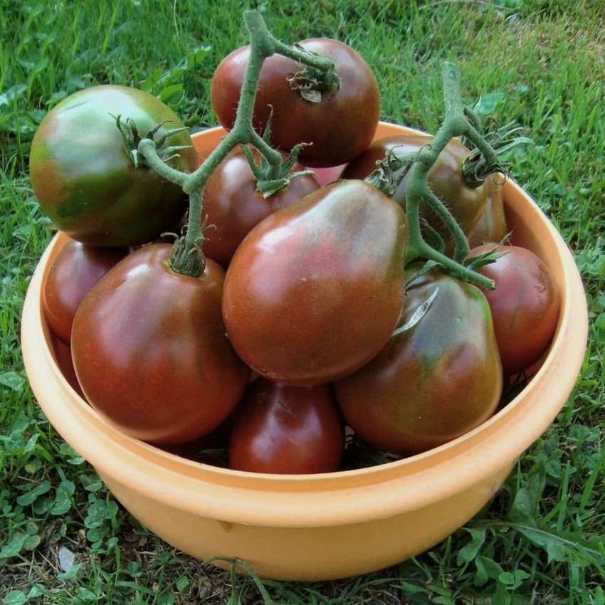 Heirloom Black Trifele Tomato Lycopersicon esculentum - 25 Seeds