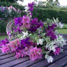 Colorful Painted Horminum Sage Salvia Viridis - 80 Seeds