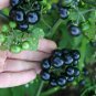 Organic Heirloom Black Garden Huckleberry Solanum nigrum var. melanoserasum - 50 Seeds