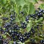 True Heirloom Garden Huckleberry Solanum nigrum var. melanoserasum - 50 Seeds