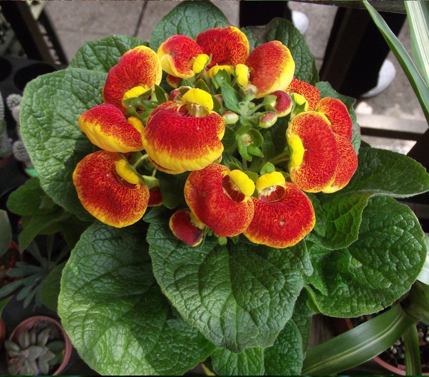 Slipper Flower Calceolaria herbeohybrida - 30 Seeds