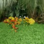 Slipper Flower Calceolaria herbeohybrida - 50 Seeds