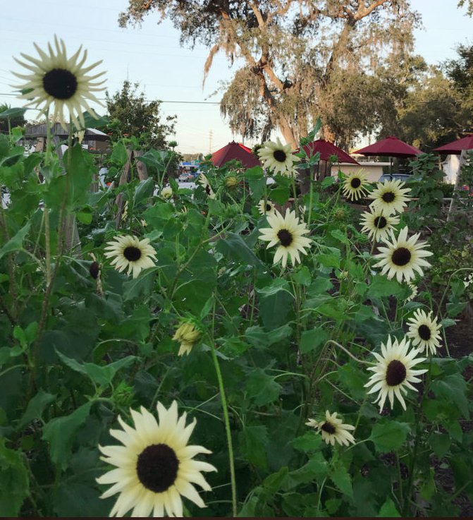 'Italian White' Sunflower Helianthus 50 Seeds