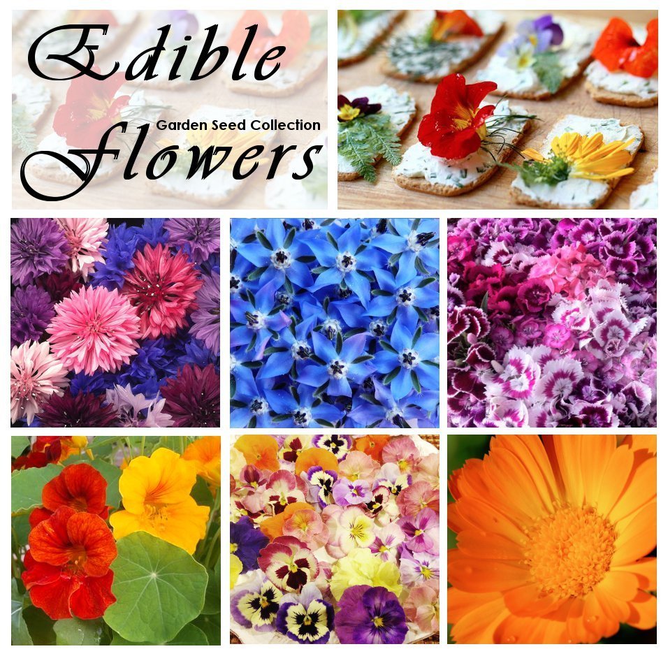 Edible Heirloom Flowers Organic Seed Collection 6 Varieties