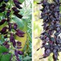 Ornamental Velvet Bean Vine Mucuna Pruriens - 7 Seeds