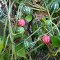 Rare Lollipop Marble Vine Bryonopsis Laciniosa - 15 Seeds