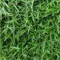 Fairy Garden Soft Bermuda Grass - 500 Seed