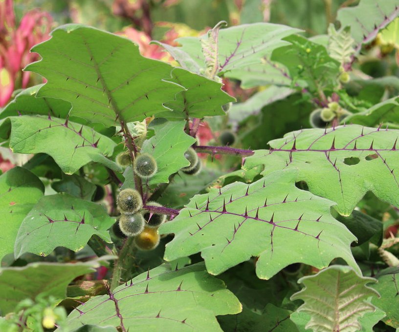 Rare Exotic Bed of Nails Lulo Solanum quitoense 15 Seeds