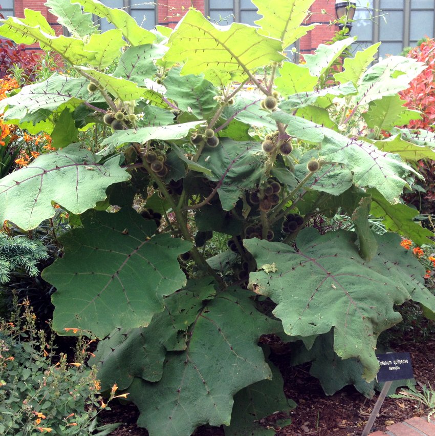 Rare Exotic Bed of Nails Lulo Solanum quitoense 15 Seeds