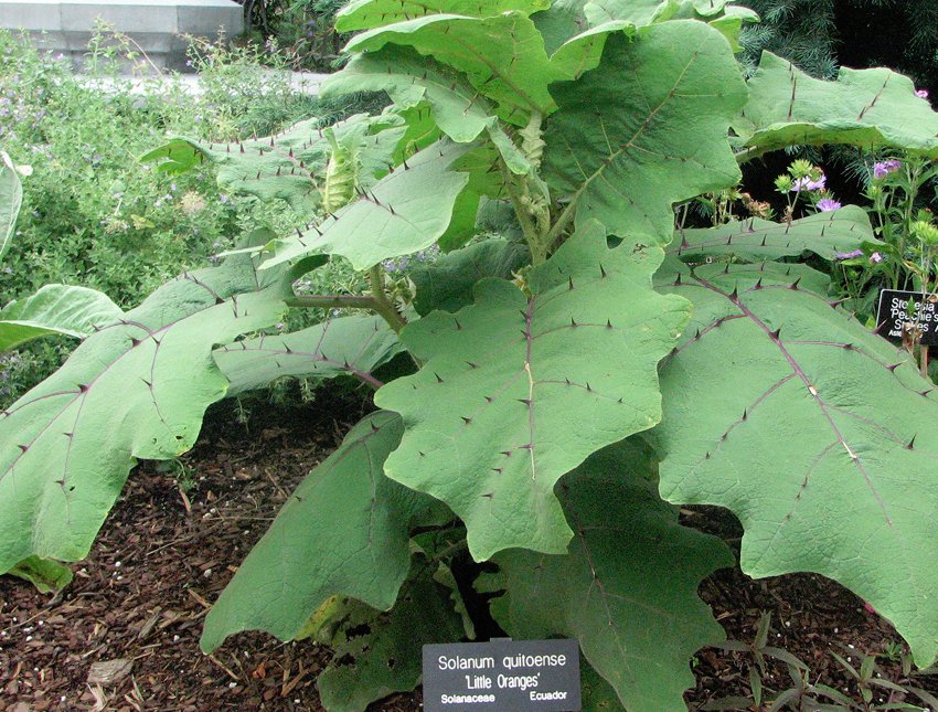 Rare Exotic Bed of Nails Lulo Solanum quitoense 15 Seeds