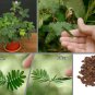 Fairy Garden Magical Sensitive Moving Plant Mimosa Pudica - 25 Seeds