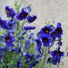 Goth Garden Painted Tongue 'Blue Kew' Salpiglossis sinuata - 50 Seeds