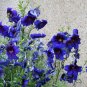 Goth Garden Painted Tongue 'Blue Kew' Salpiglossis sinuata - 50 Seeds