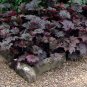 Goth Garden Dark Foliage ‘Palace Purple’ Heuchera micrantha - 100 Seeds