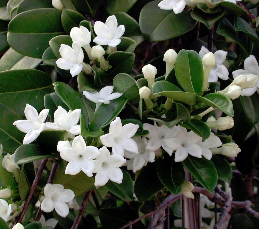 White Madagascar Jasmine Stephanotis floribunda - 5 Seeds