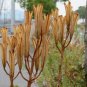 Formosa Lily White Trumpet Lilium formosanum - 40 Seeds