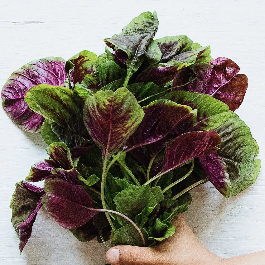 Heat Loving Edible Amaranth Red Stripe Amaranthus tricolor 300 Seeds