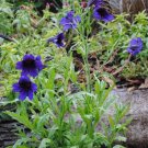 Beautiful Painted Tongue 'Blue Kew' Salpiglossis sinuata - 50 Seeds