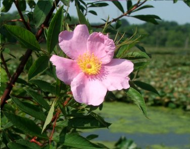 Swamp Rose Pink Marsh Rosa palustris -  40 Seeds