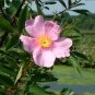 Swamp Rose Pink Marsh Rosa palustris -  40 Seeds