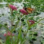 Pink Swamp Butterfly Milkweed Asclepias Incarnata - 30 Seeds