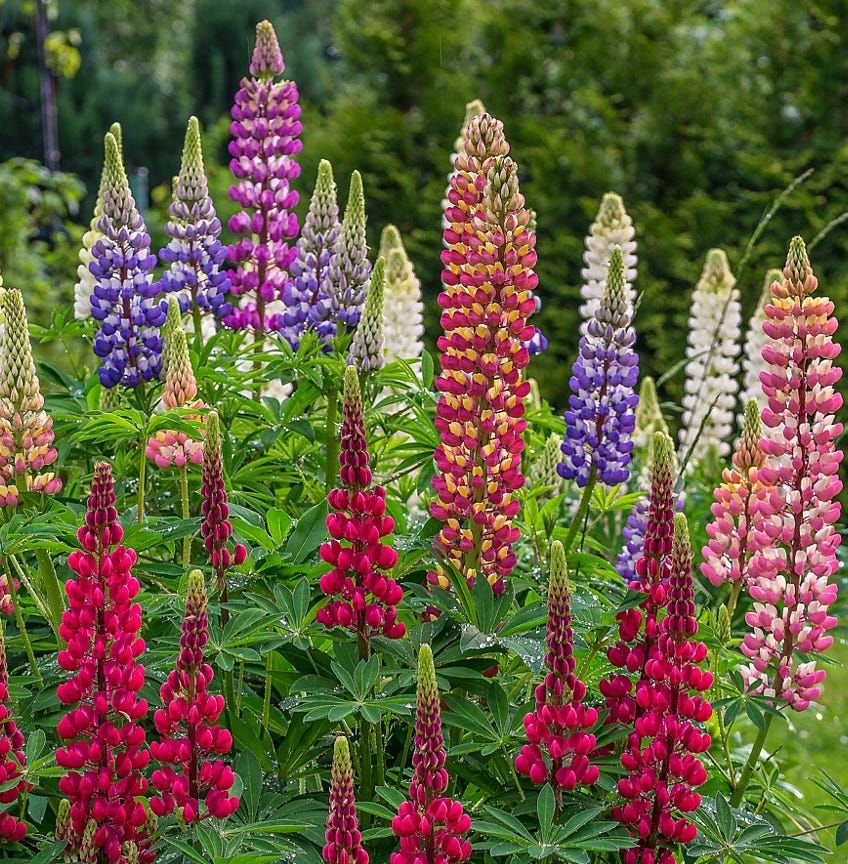 Colorful Russell Lupine Lupinus polyphyllus - 100 Seeds
