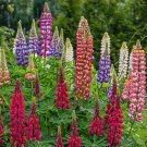 Colorful Russell Lupine Lupinus polyphyllus - 100 Seeds