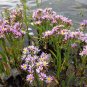 Aquatic Wild Sea Aster Rare Aster pannonicus - 20 Seeds