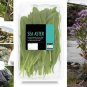Aquatic Wild Sea Aster Rare Aster pannonicus - 20 Seeds