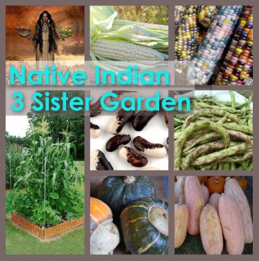 Native American Indian 3 Sister Garden Heirloom Seed Collection