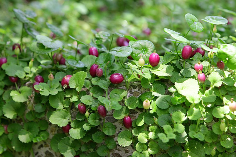 Rare Roundleaf Star Creeper Lobelia nummularia - 20 Seeds