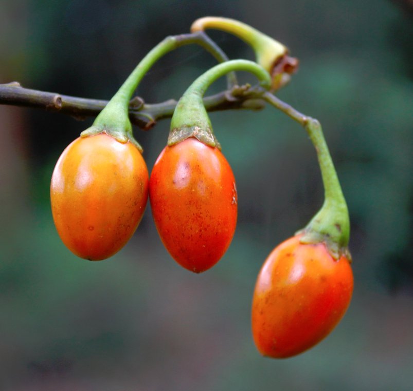 Rare Kangaroo Apple Solanum aviculare - 10 Seeds