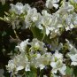Beautiful Camels Foot Tree White Bauhinia variegata candida - 10 Seeds