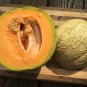 Rare Amish Heirloom Melon Cucumis melo - 25 Seeds