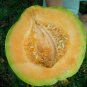 Rare Amish Heirloom Melon Cucumis melo - 25 Seeds
