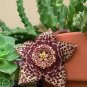 Unusual Succulent Starfish Cactus Stapelia Orbea variegata - 15 Seeds