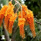 Orange Whip Tree Colvillea racemosa - 5 Seeds